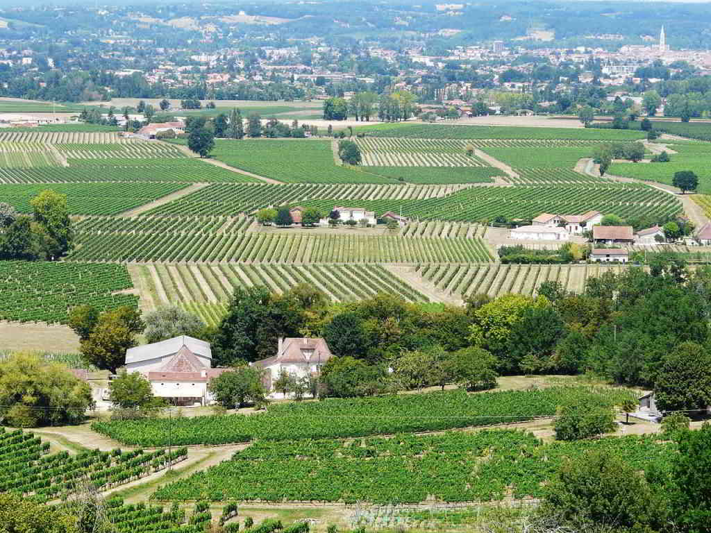 Bergerac vineyards