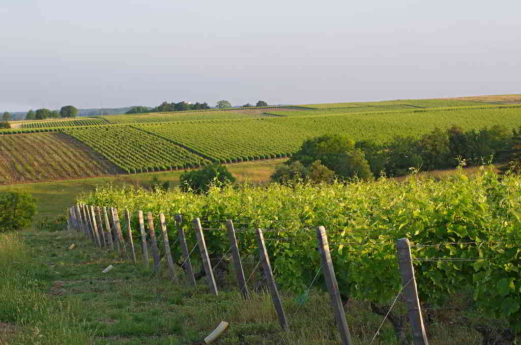 Vineyards of the Loire Valley