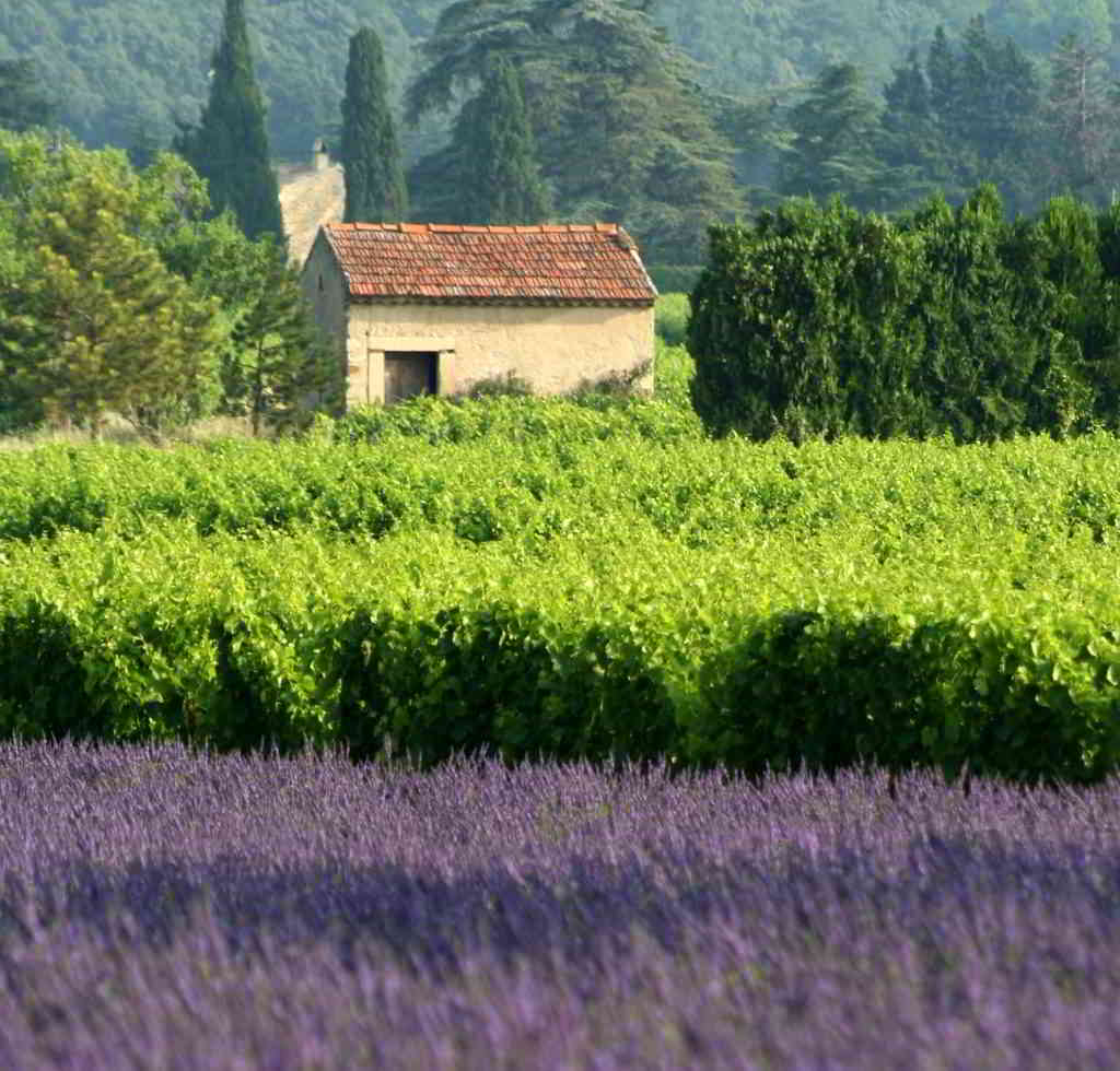 When is lavender in bloom in Provence?