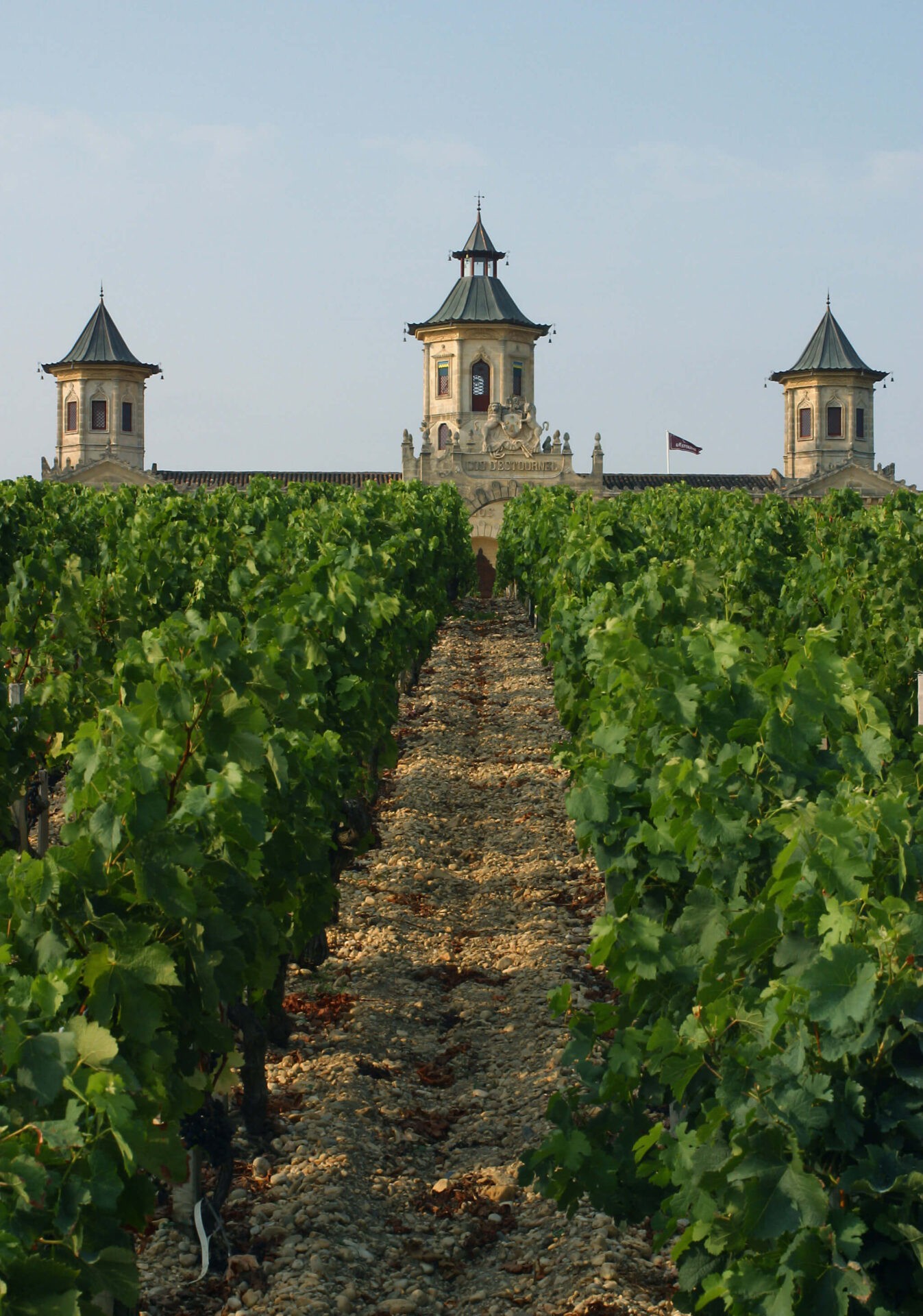 bordeaux vignes