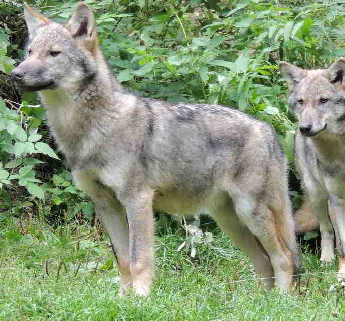 wolfes Mercantour National Park