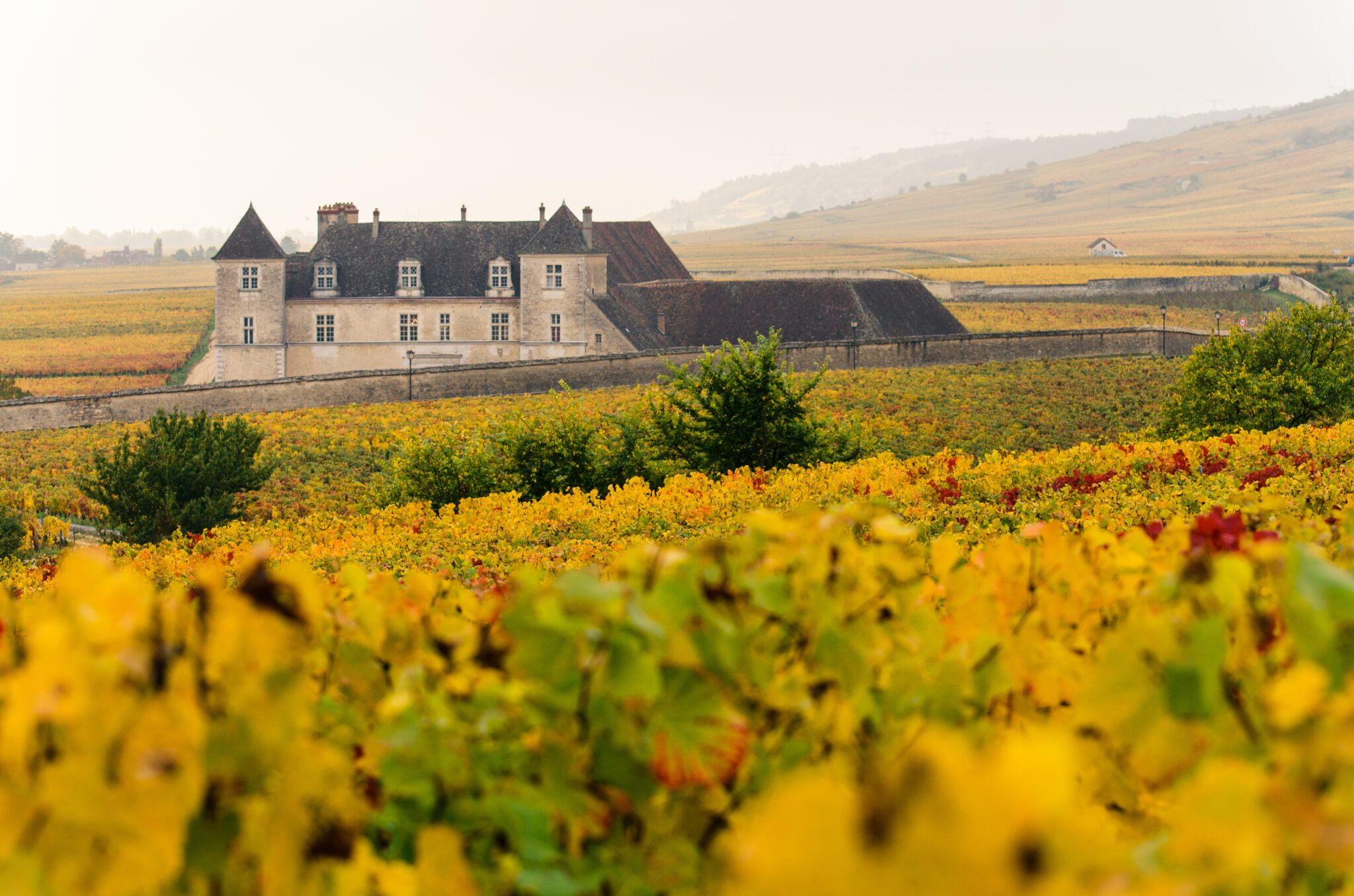 Le Clos Vougeot en Bourgogne, côte-d'or en automne avec les vignes jaunes