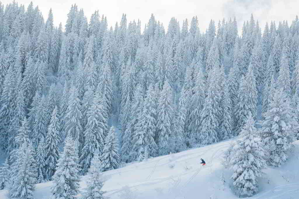 sapins neige megeve alpes