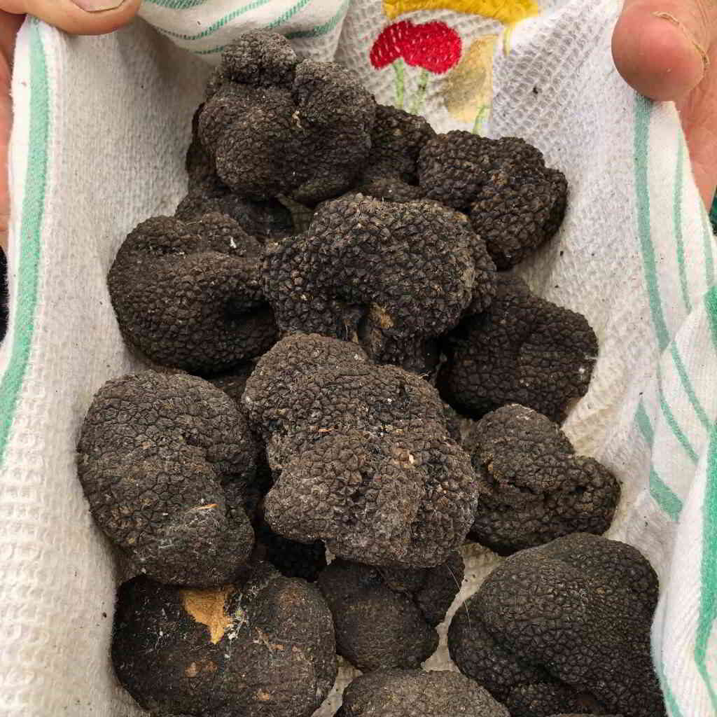 Black truffles on the market, Dordogne