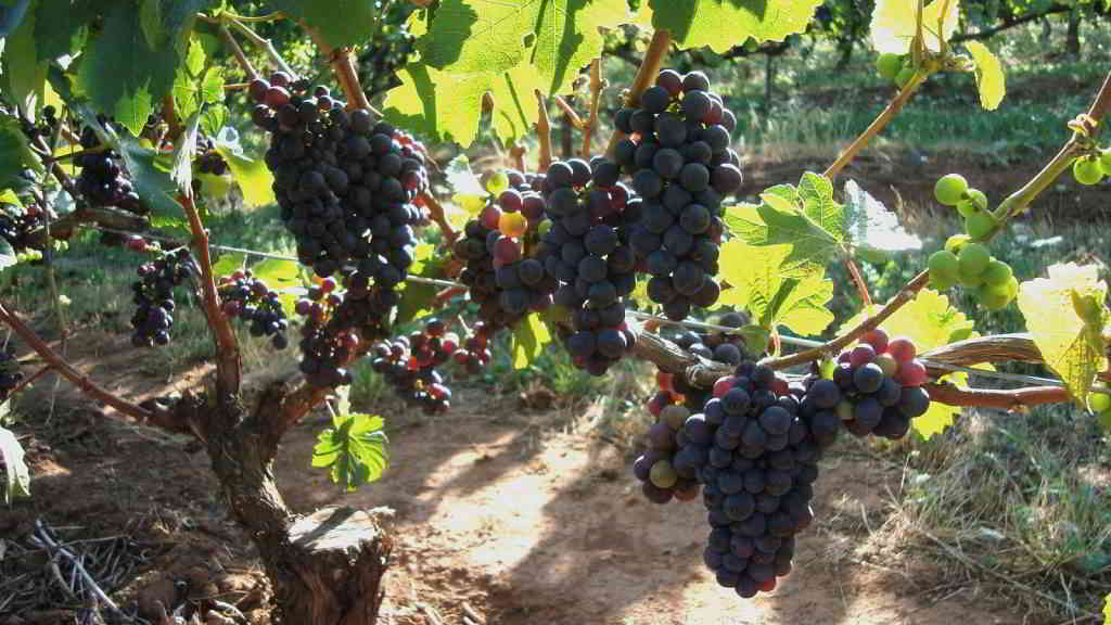 Pinot Noir Grapes