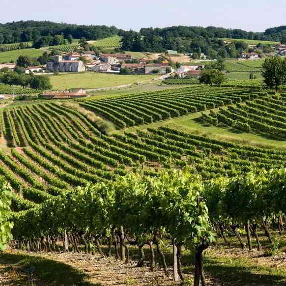 Cognac vineyards ©Le Parisien