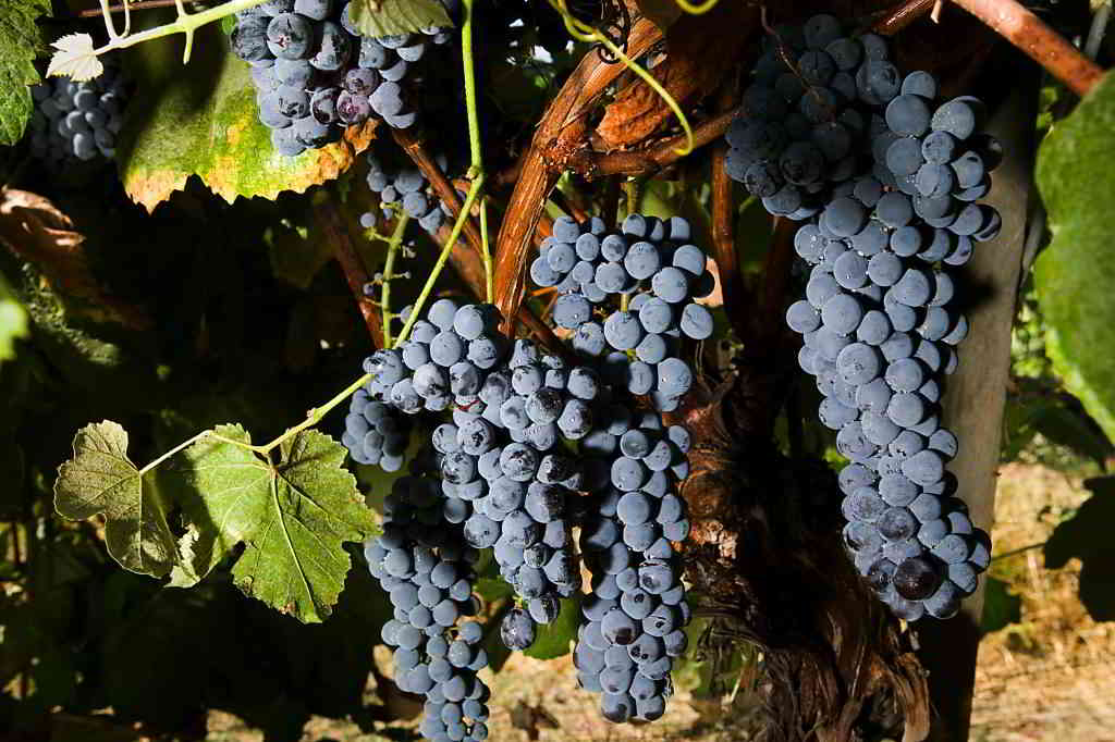 Californian Grapes