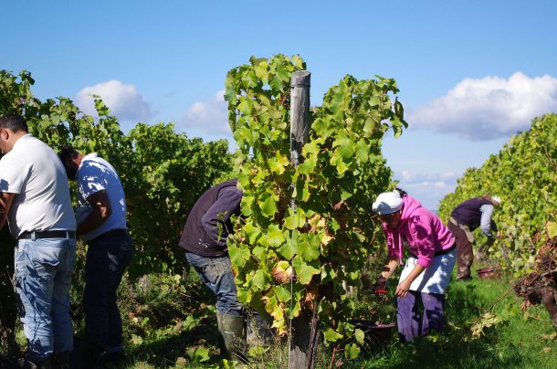 Bergerac's harvest