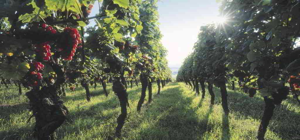 Alsace wineyards