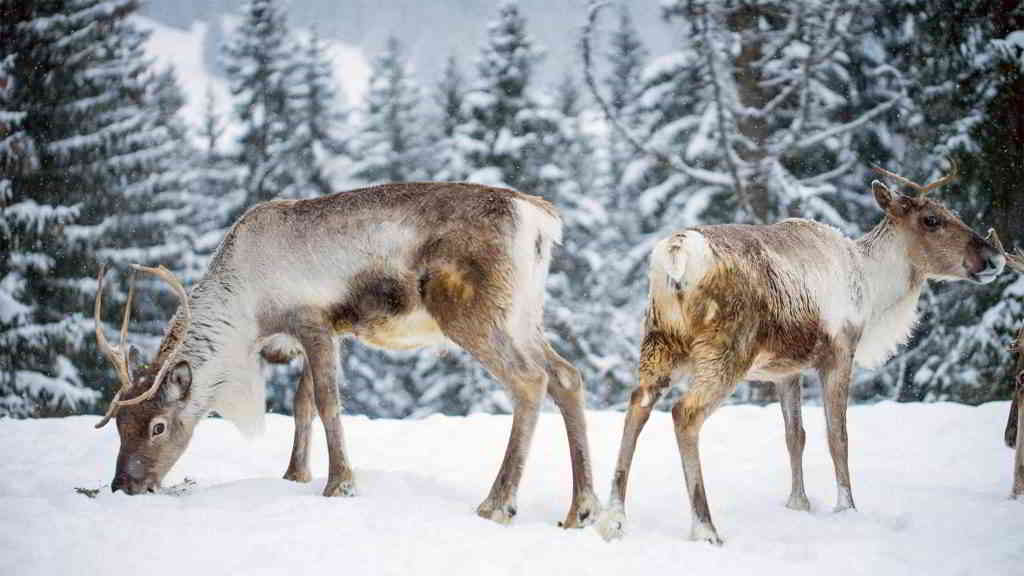 alps reindeers snow