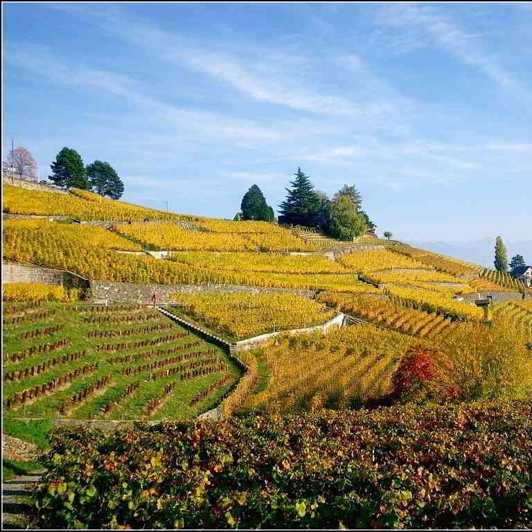 Alsace vineyards