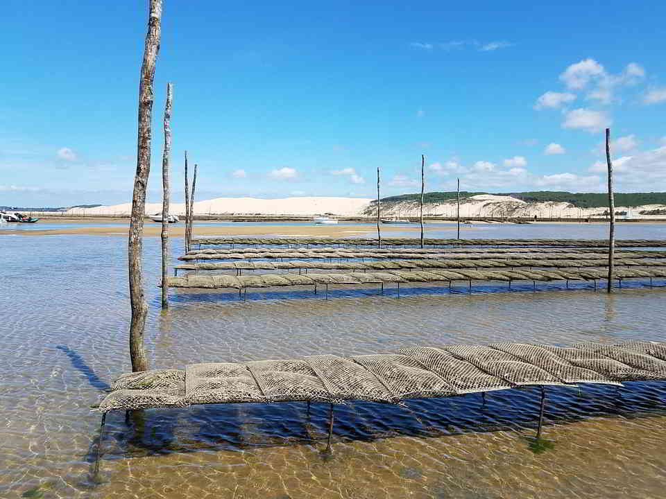 Oyster-farming in Arcachon