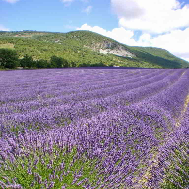 Lavender fields in Provence