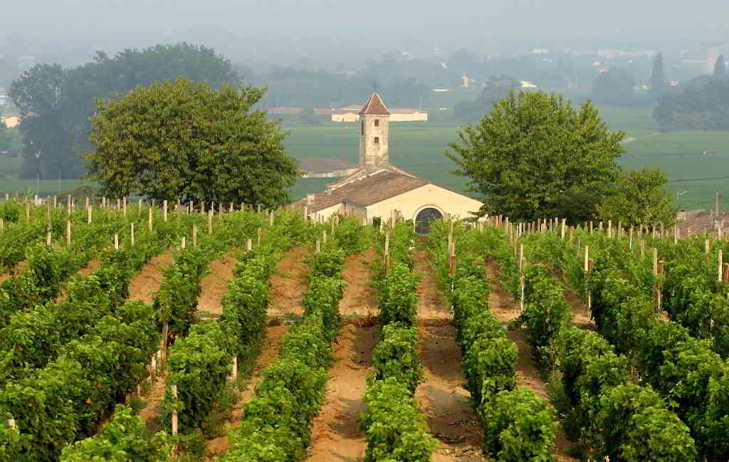 Bordeaux vines Saint-Emilion