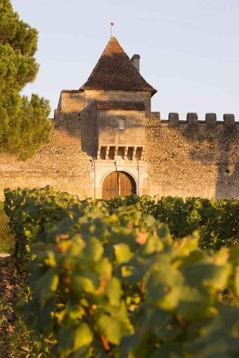 bordeaux-yquem-vines