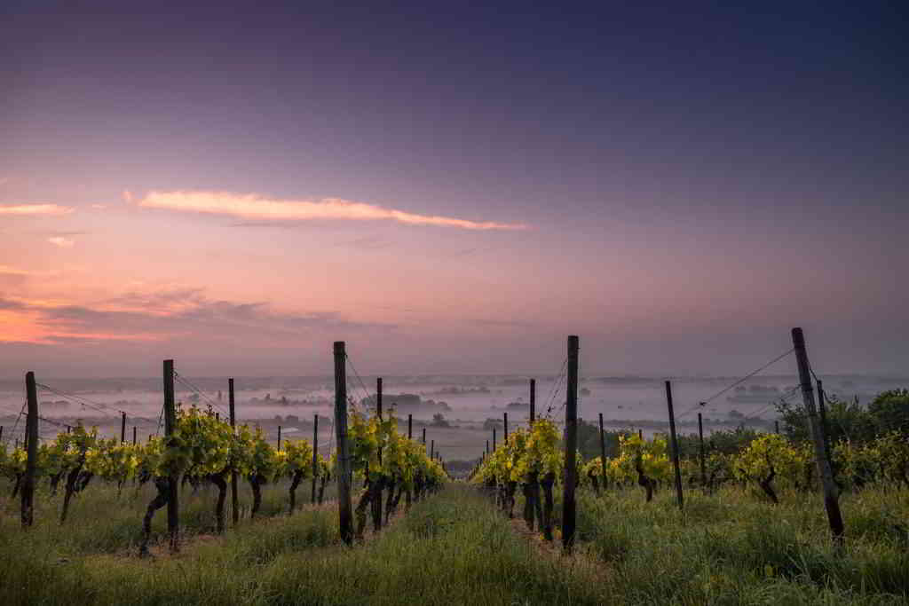 Champagne Vineyards at Sunset