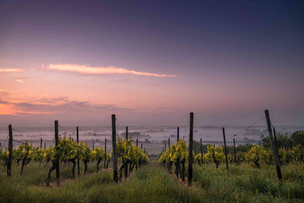 Beautiful sunset in Champagne