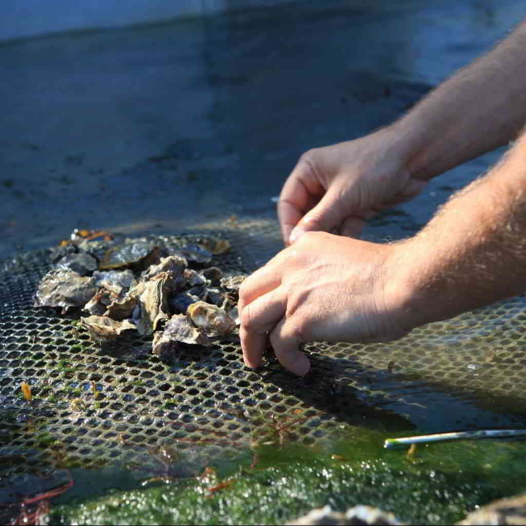 Oyster farm close up @crtb