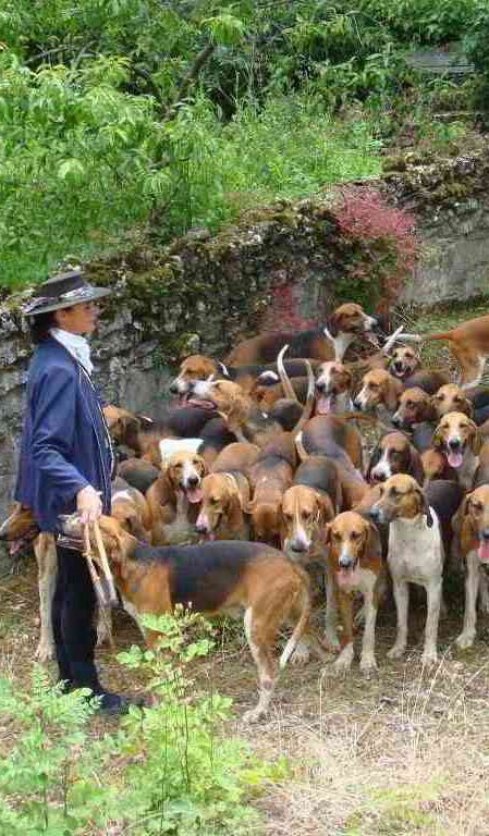 hunting dogs burgundy