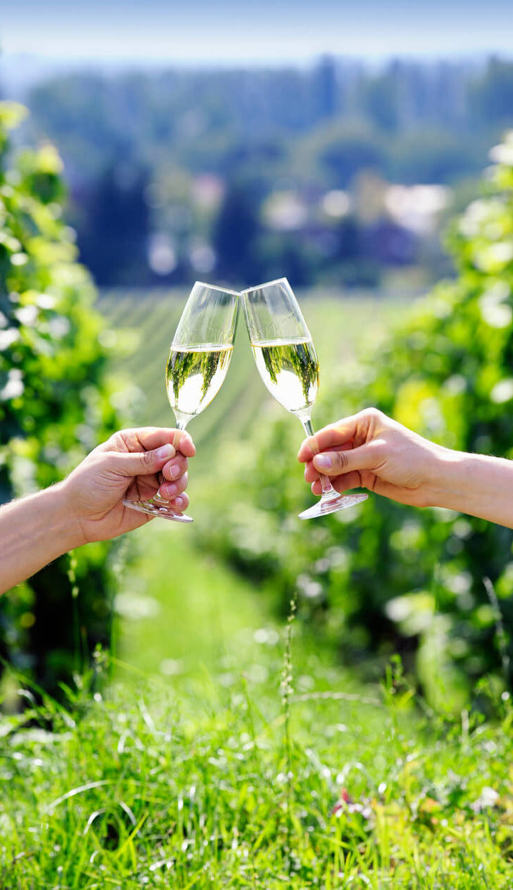 champagne vineyard picnick couple