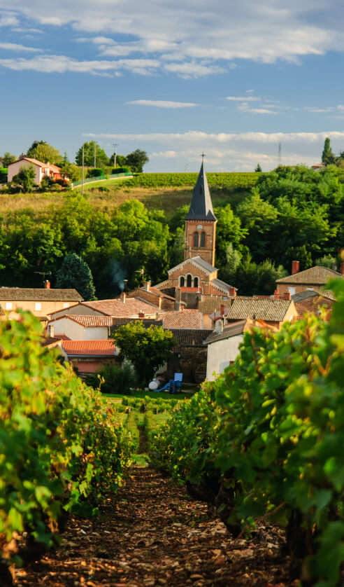 vineyard beaujolais saint julien