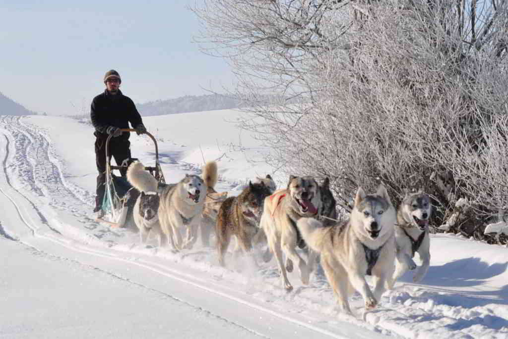 alps sled dog nature