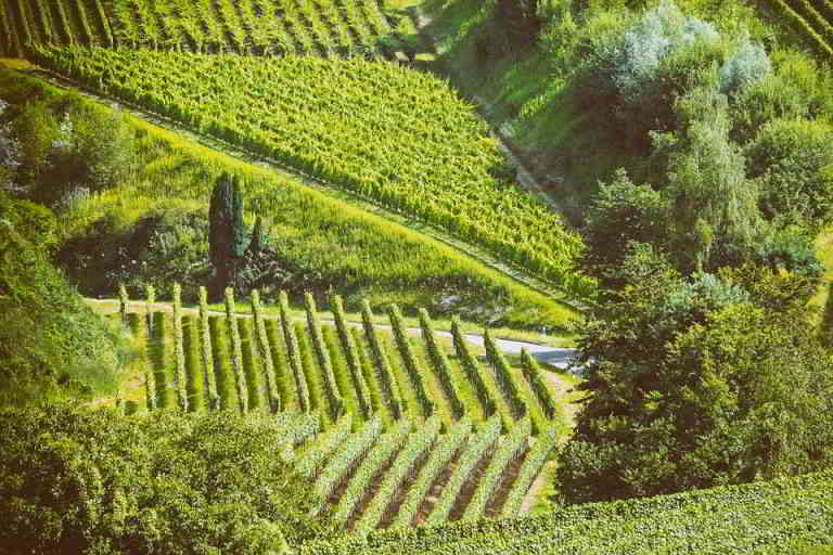 Côtes du Rhône vineyards