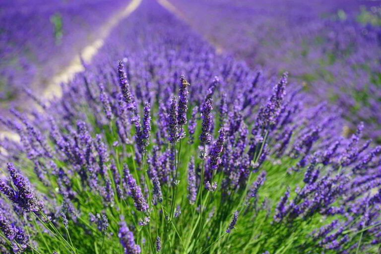 Lavender fields in Provence bee on lavender