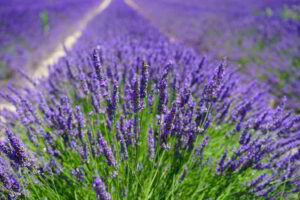 lavender fields