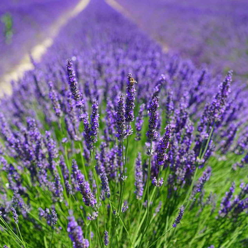 Lavender fields in Provence