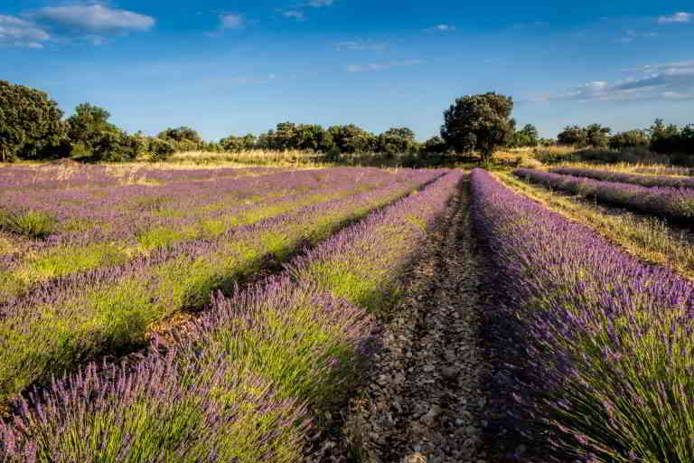 Lavender field