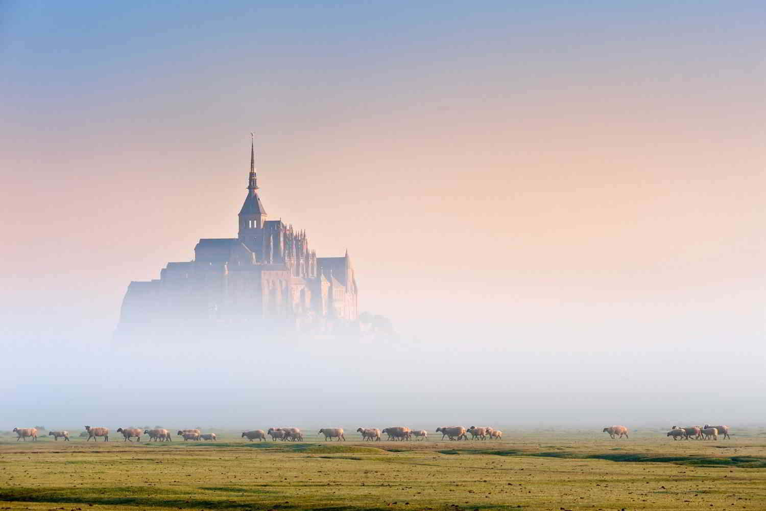 Sheeps in the mist of the mont Saint Michel is a site named heritage world heritage.