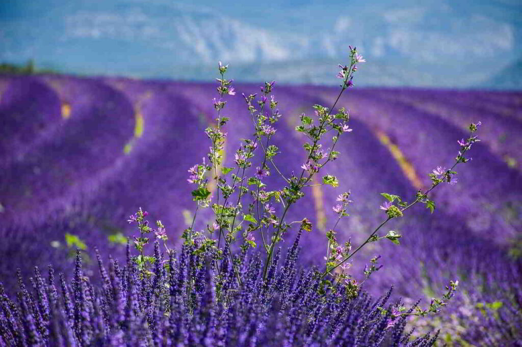 Lavender fields in Provence