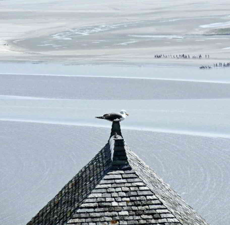 Sea Gull on top of Mont Saint-Michel