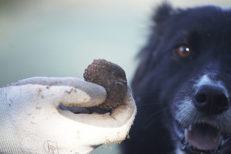 Truffle Hunting