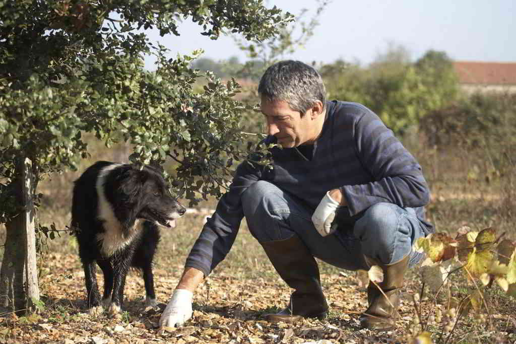 Truffle hunting dog