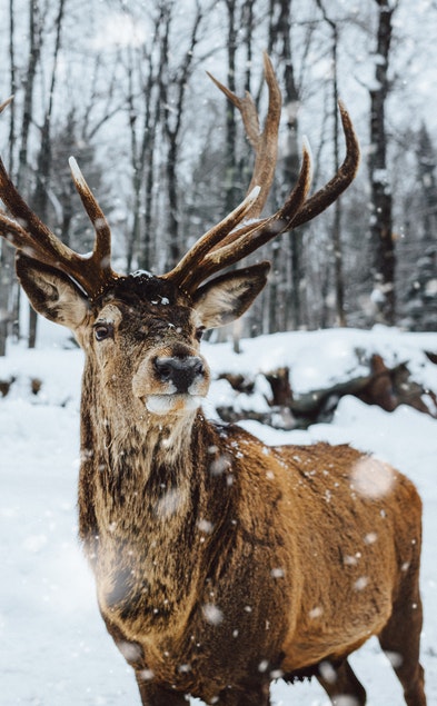 reindeer in snowy woods mountains