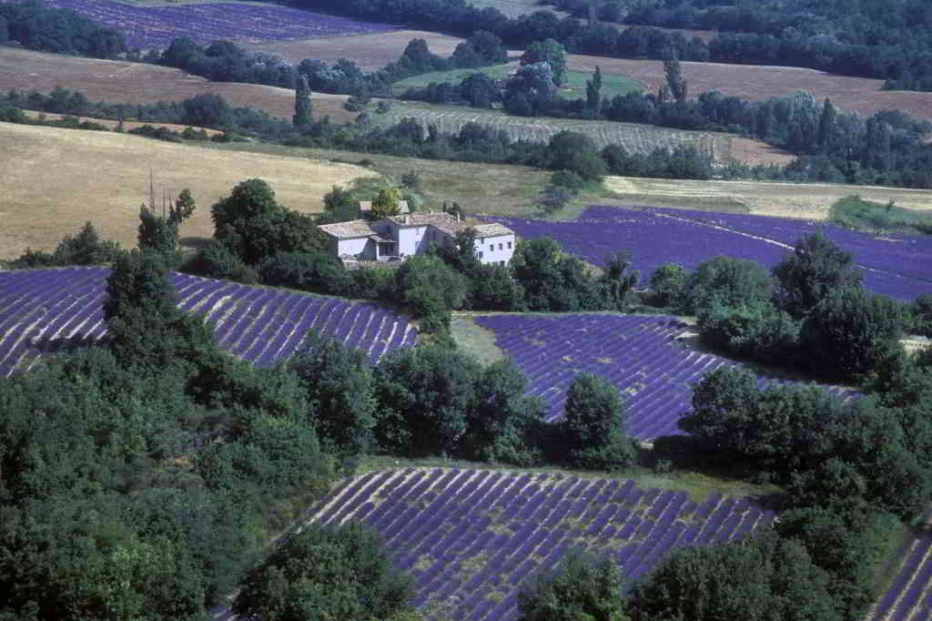 lavender fields sky view provence