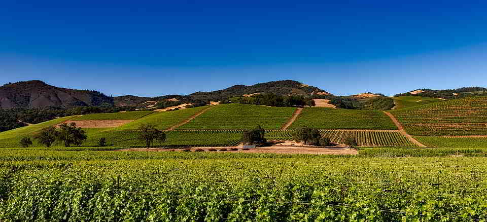 Burgundy vineyards at the harvest time