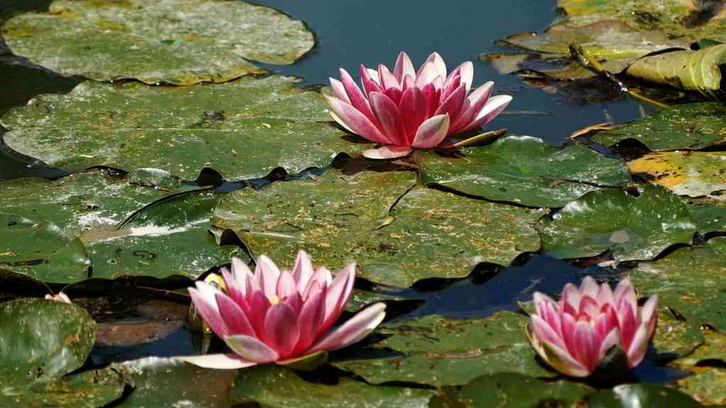 Giverny Water Gardens