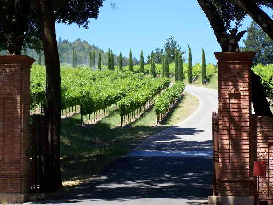 Vineyards in the Napa Valley